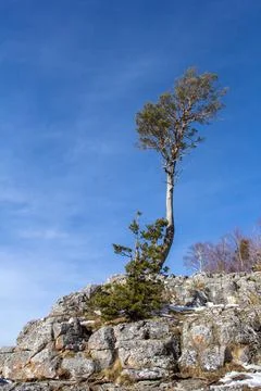 Single trees growing on the slopes of a mountain range, spring blue sky Stock Photos