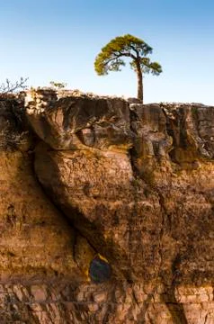 Single trees on top of rock formations in the Grand Canyon in Arizona Foto stock