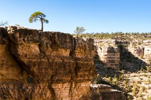 Single trees on top of rock formations in the Grand Canyon in Arizona Stock Photos