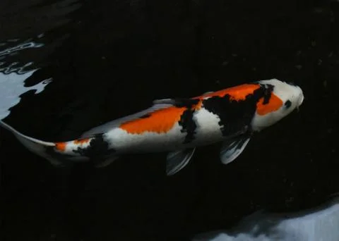 Single Tri-colored koi carp Stock Photos