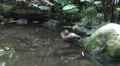 Single tropic duck in jungle habitat HD Footage