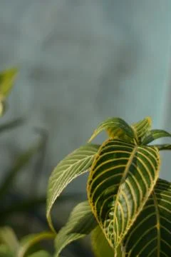 Single Tropical Leaf On Soft Background 库存照片
