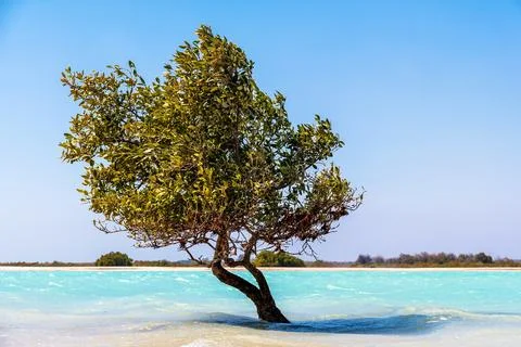 Single tropical tree grows from the turquoise water of the lagoon Stock Photos