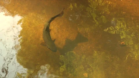 Single trout in shallow mountain stream Stock Footage 52811846