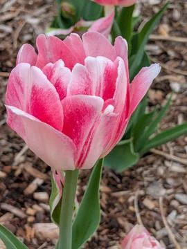 Single tulip flower in spring Stock Photos