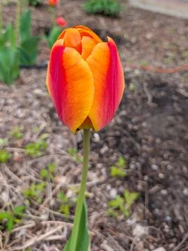 Single tulip flower in spring Stock Photos