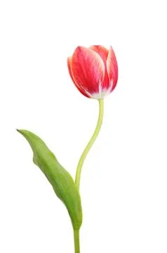 Single tulip Stock Photos