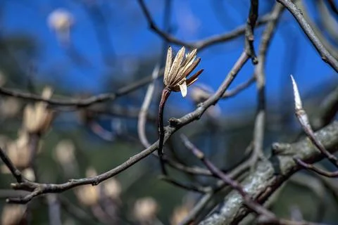 Single Tulip Tree Seed Cone on Bare Branch Stock Photos