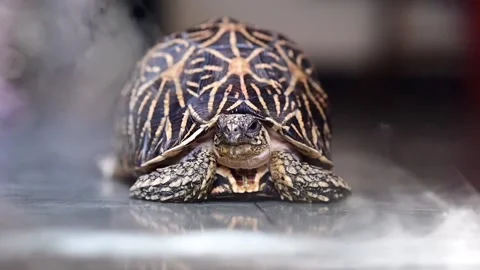 Single Turtle in the Fog. Pet Turtle Stock Footage 233802996