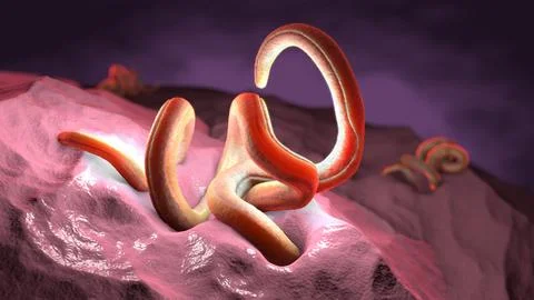 Single twisted nematode inside intestine on a black background - 3d illustration Stock Illustration