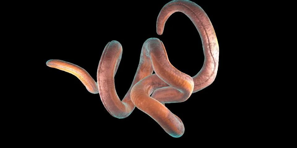 Single twisted nematode or thread worm on a black background Stock Illustration