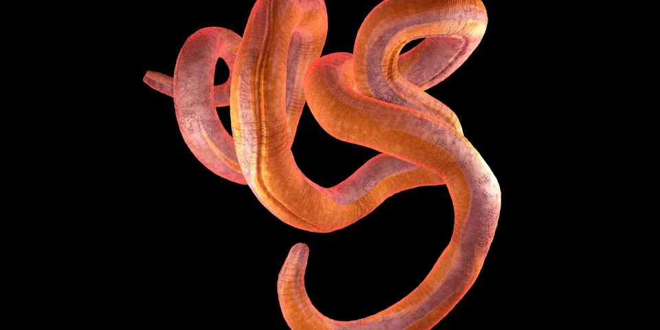 Single twisted nematode or thread worm on a black background Illustrazione stock