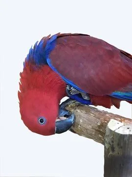A single two tone red and blue color parrot perching on the tree branch, wh.. Stock Photos