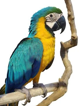 A single two tone yellow and blue color parrot perching on the tree branch,.. Stock Photos