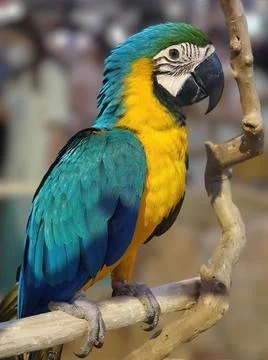 A single two tone yellow and blue color parrot perching on the tree branch,.. Stock Photos