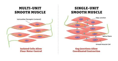 Single unit vs multi unit smooth muscle structure differences, smooth muscl.. Stock Illustration