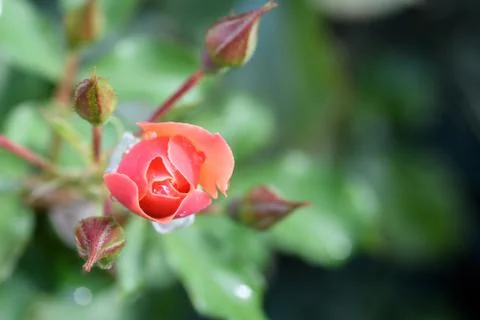 Single unopened red rose with a defocused blurred green leaf garden backgroun Stock Photos