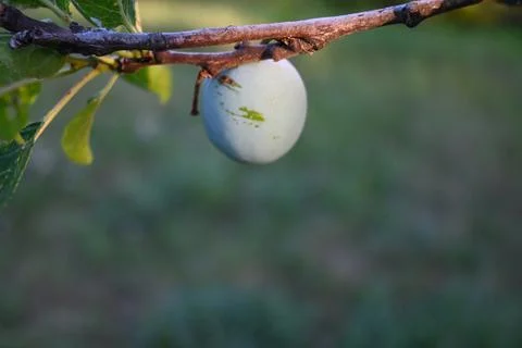 A single unripe fruit hangs from a leafy branch against a soft green blurred  Stock Photos