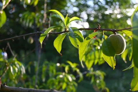 A single unripe fruit hangs from a leafy branch in warm sunlight. The shallow Фото
