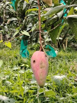 A single unripe mango fruit with a damaged spot hangs from its branch amids.. Fotos Stock
