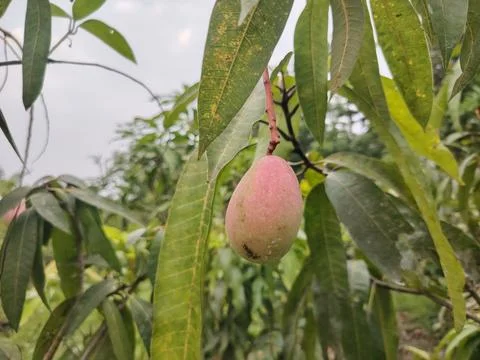 A single unripe mango fruit hangs from a branch surrounded by green leaves .. 写真素材