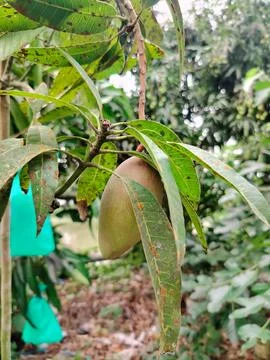 A single unripe mango fruit hangs from a branch surrounded by lush green le.. Fotos Stock