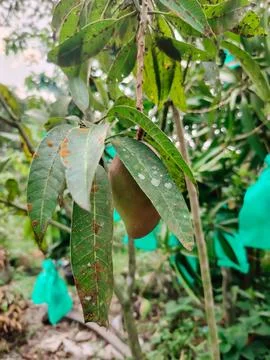 A single unripe mango fruit hangs from a branch surrounded by green leaves .. Fotos Stock
