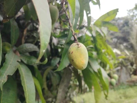 A single unripe mango fruit hangs from its branch surrounded by lush green .. 스톡 사진