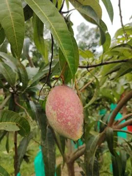 A single unripe mango fruit hangs from its branch on a tree surrounded by g.. 写真素材