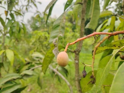A single unripe mango fruit hangs precariously from a thin twig on a branch.. 写真素材