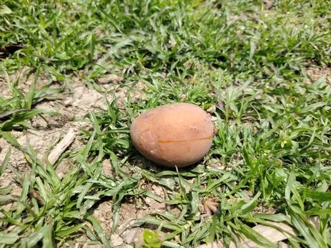 A single unripe mango fruit lying on dry soil with green grass around durin.. 스톡 사진