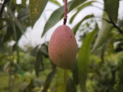 A single unripe mango fruit with reddishpink blush hangs from a tree branch.. Stockfoto's