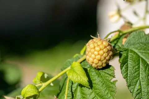 Single unripe pale raspberry growing on a green shoot in the sun Фото