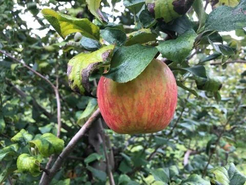 Single upright Apple hanging from a tree Foto stock