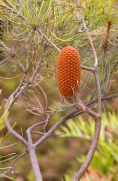 Single upright conifer cone Stock Photos