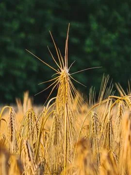 Single upright rye ear in ripe grain field Fotos Stock