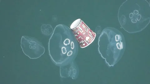 Single-Use Paper Cup Floating Among Moon Jellyfish (Aurelia aurita) Stock Footage 321768187