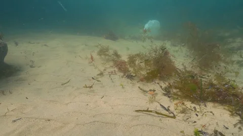 Single use plastic bag in the ocean Video stock 120099626