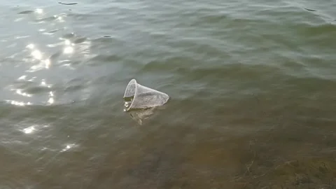 Single-use plastic cup floating in murky lake water near shore Stock Footage 345480644