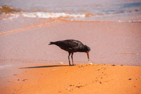 Single Variable Oystercatcher Probing Sand with Beak in Shallow Water, Abel Fotos de archivo