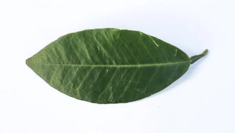Single verdant citrus leaf rests on white backdrop showcasing vibrant texture Foto stock