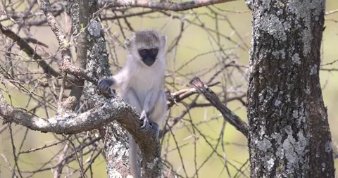 Single Vervet monkey on the tree branch in Serengeti National park, Tanzania. Stock Footage 319927050