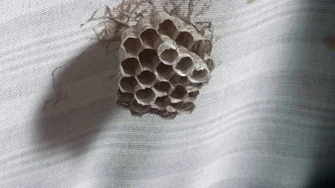 Single Vespid Wasp Flying to its Nest Stock Footage 79664430