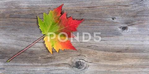 Single vibrant autumn maple leaf on rustic wood Stock Photos