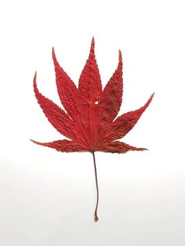 A single, vibrant crimson maple leaf stands out against a stark white backgro Stock Photos