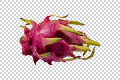 A single, vibrant dragon fruit with bright pink skin and green-tipped scale.. Stock Photos