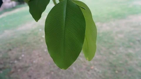 Single Vibrant Green Leaf Hanging Down Detailed Botany Photography Fotos de archivo
