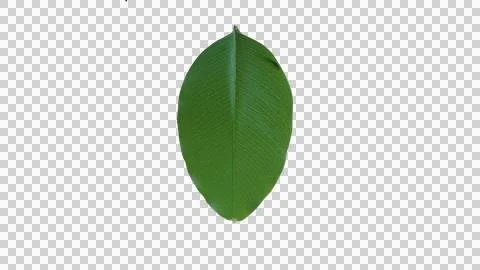 Single Vibrant Green Leaf Isolated for Eco Friendly Ecology Concept Foto stock