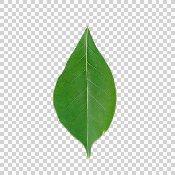 Single vibrant green oval leaf with detailed veins isolated for botany Fotos de archivo