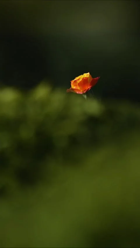 Single Vibrant Orange Rose Bud Blooming in Soft Green Dreamy Bokeh Vidéo 330094583